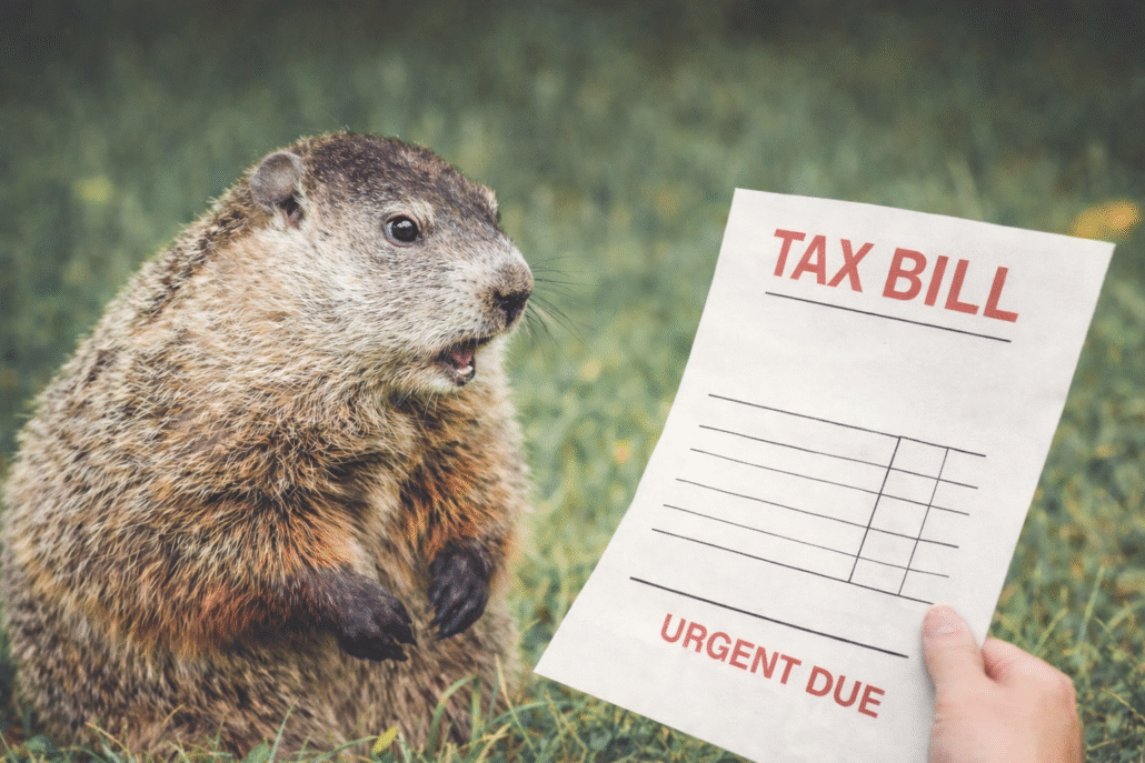 Groundhog looking at a tax bill as a reminder to use physician tax planning and high-income tax planning to avoid repeating tax mistakes